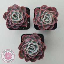 Load image into Gallery viewer, Echeveria 'Monica Drop' - John & Norma's Succulents Australia