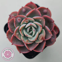 Load image into Gallery viewer, Echeveria 'Monica Drop' - John & Norma's Succulents Australia