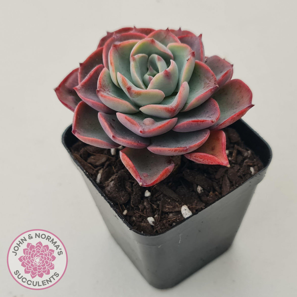 Echeveria 'Monica Drop'