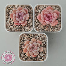 Load image into Gallery viewer, Echeveria 'Monroe Angel' - John & Norma's Succulents Australia
