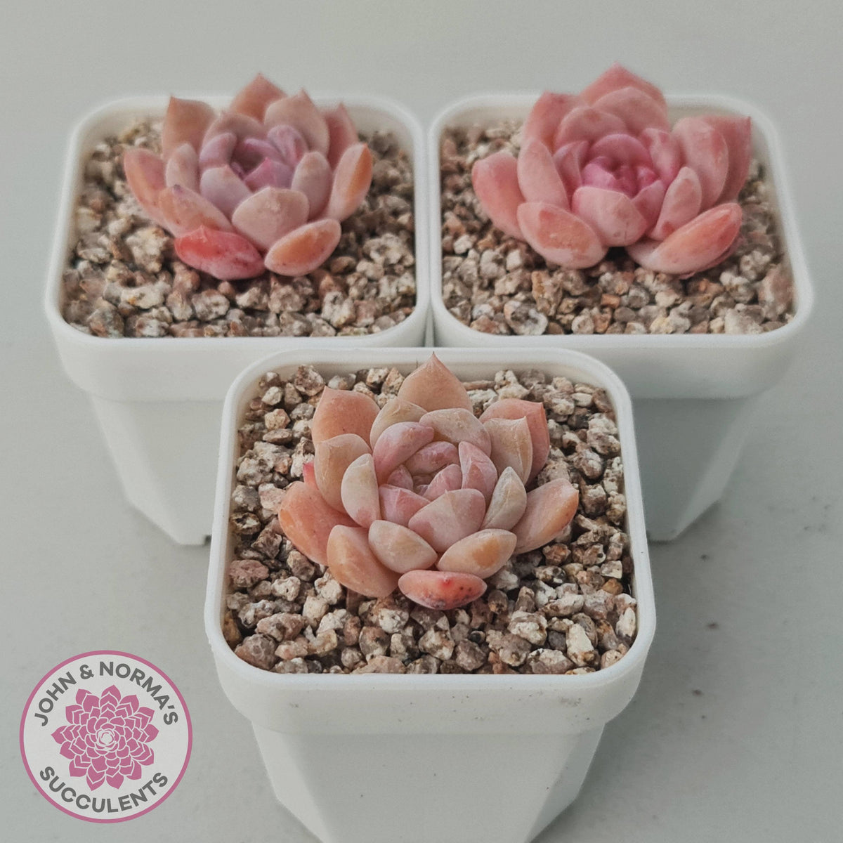 Echeveria 'Monroe Angel'