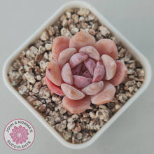 Load image into Gallery viewer, Echeveria 'Monroe Angel' - John & Norma's Succulents Australia