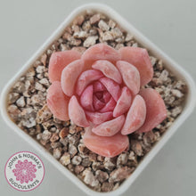 Load image into Gallery viewer, Echeveria 'Monroe Angel' - John & Norma's Succulents Australia