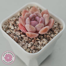 Load image into Gallery viewer, Echeveria 'Monroe Angel' - John & Norma's Succulents Australia