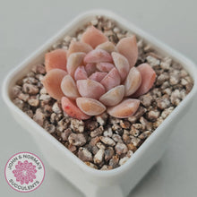 Load image into Gallery viewer, Echeveria 'Monroe Angel' - John & Norma's Succulents Australia
