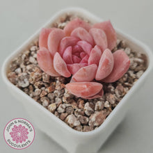 Load image into Gallery viewer, Echeveria 'Monroe Angel' - John & Norma's Succulents Australia