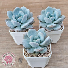 Load image into Gallery viewer, Echeveria 'Monroe Queen' - John & Norma's Succulents Australia