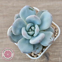 Load image into Gallery viewer, Echeveria 'Monroe Queen' - John & Norma's Succulents Australia
