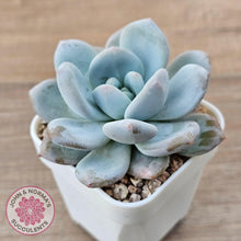 Load image into Gallery viewer, Echeveria 'Monroe Queen' - John & Norma's Succulents Australia