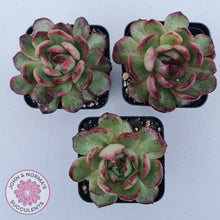 Load image into Gallery viewer, Echeveria 'Mont Blanc' Monstrose - John & Norma's Succulents Australia