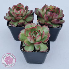 Load image into Gallery viewer, Echeveria 'Mont Blanc' Monstrose - John & Norma's Succulents Australia