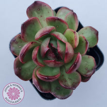 Load image into Gallery viewer, Echeveria 'Mont Blanc' Monstrose - John & Norma's Succulents Australia