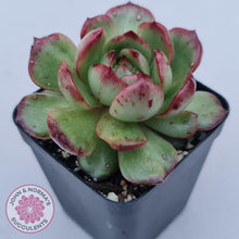 Load image into Gallery viewer, Echeveria 'Mont Blanc' Monstrose - John & Norma's Succulents Australia