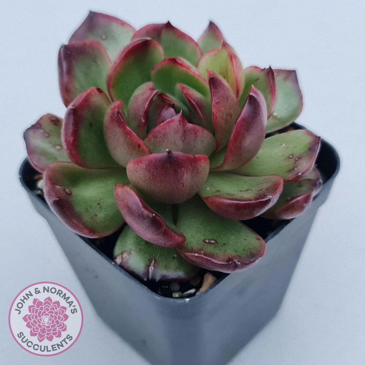 Echeveria 'Mont Blanc' Monstrose