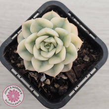 Load image into Gallery viewer, Echeveria 'Moon Fairy' Variegata
