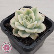 Load image into Gallery viewer, Echeveria 'Moon Fairy' Variegata