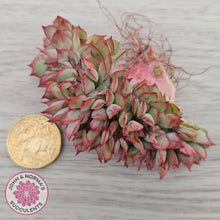 Load image into Gallery viewer, Echeveria Moon Gadnis Crested - Cutting