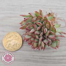 Load image into Gallery viewer, Echeveria Moon Gadnis Crested - Cutting