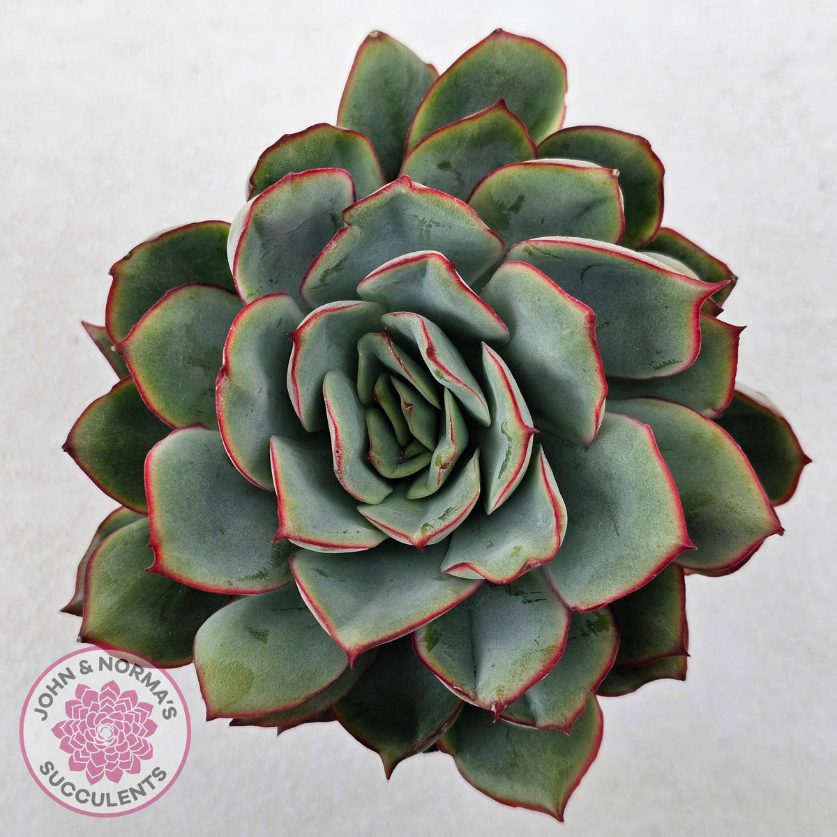 Echeveria Moon Gadnis