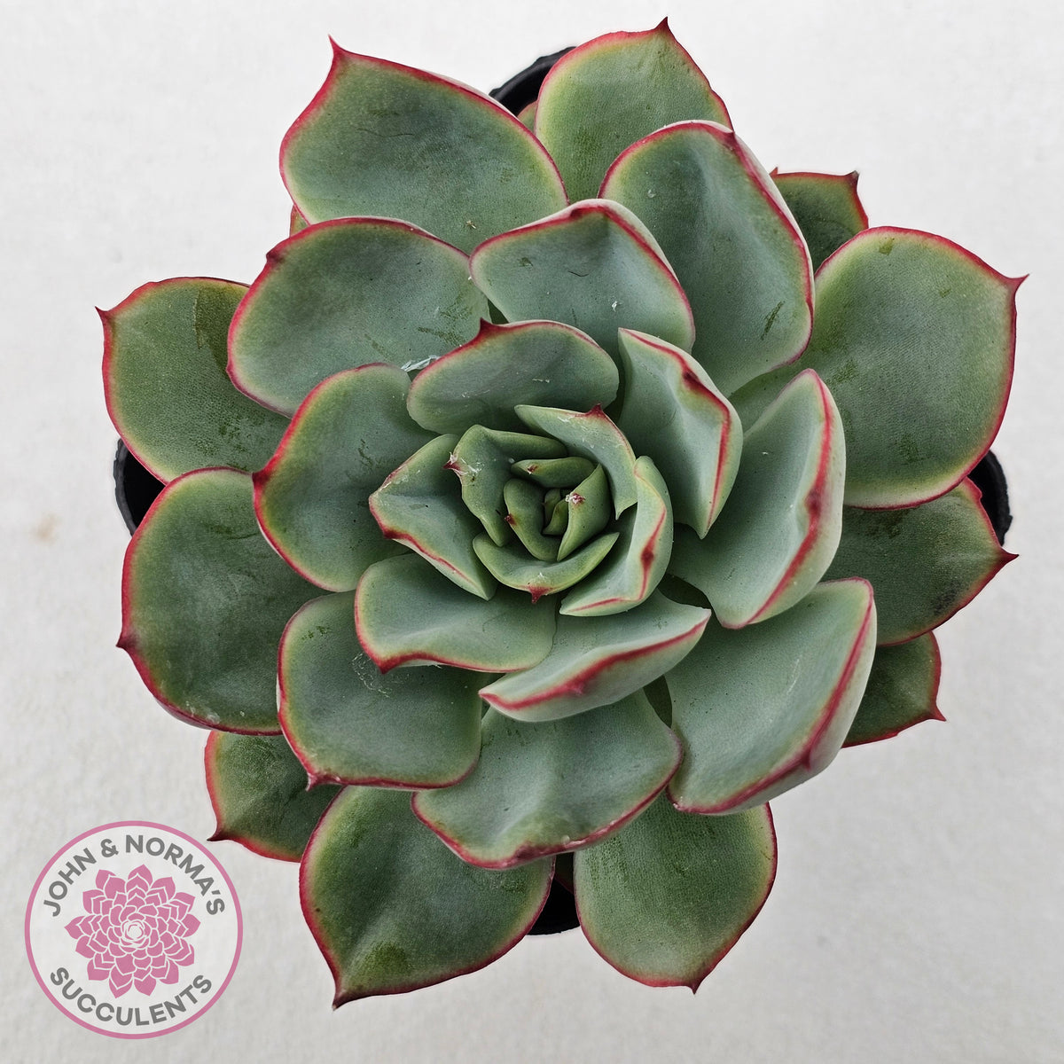 Echeveria Moon Gadnis