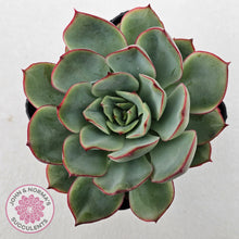 Load image into Gallery viewer, Echeveria Moon Gadnis