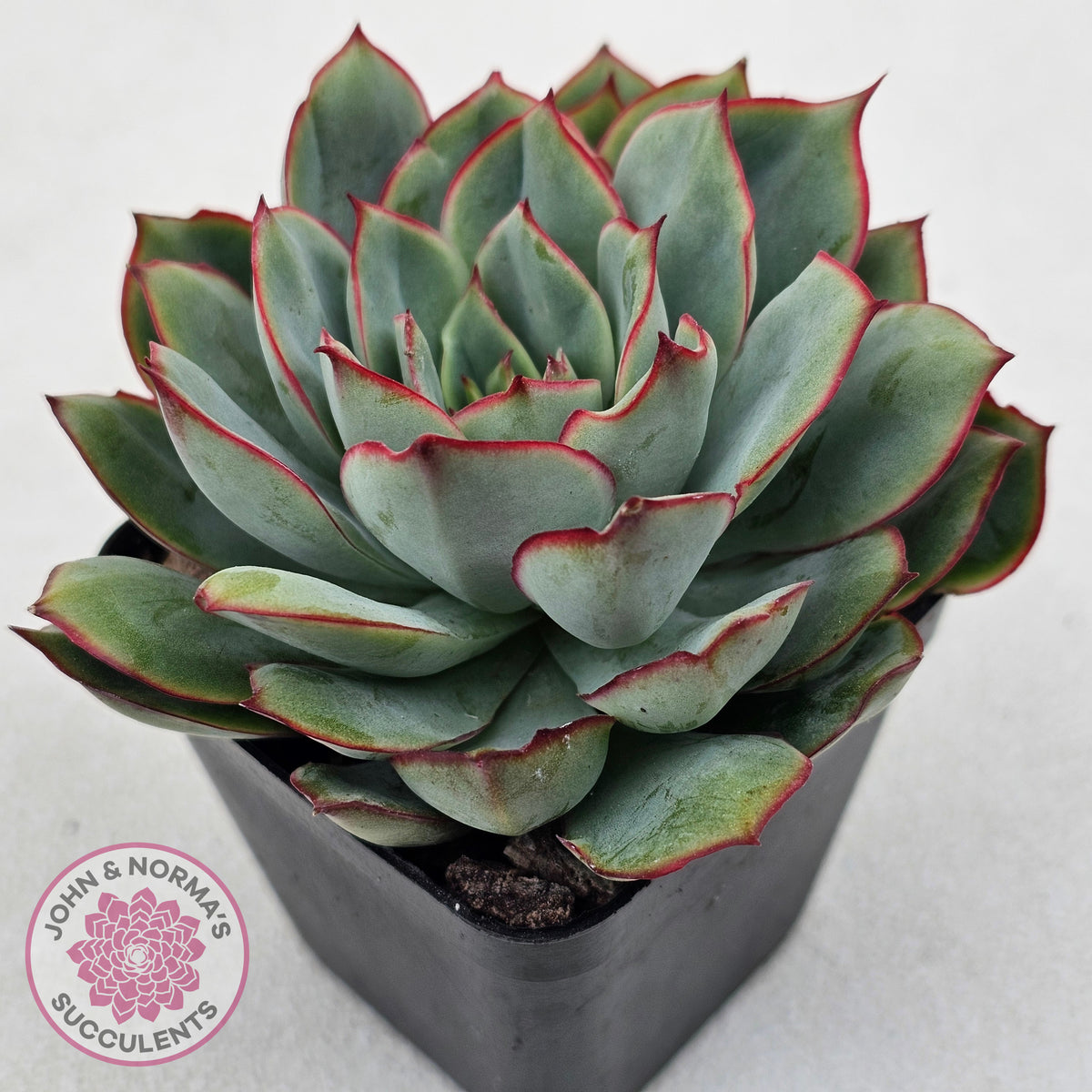Echeveria Moon Gadnis