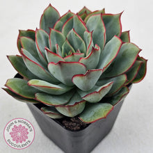 Load image into Gallery viewer, Echeveria Moon Gadnis