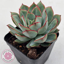 Load image into Gallery viewer, Echeveria Moon Gadnis