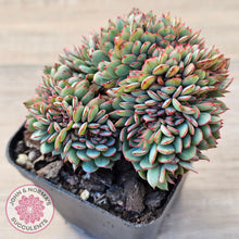 Load image into Gallery viewer, Echeveria Mozel Crest