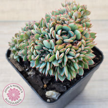 Load image into Gallery viewer, Echeveria Mozel Crest