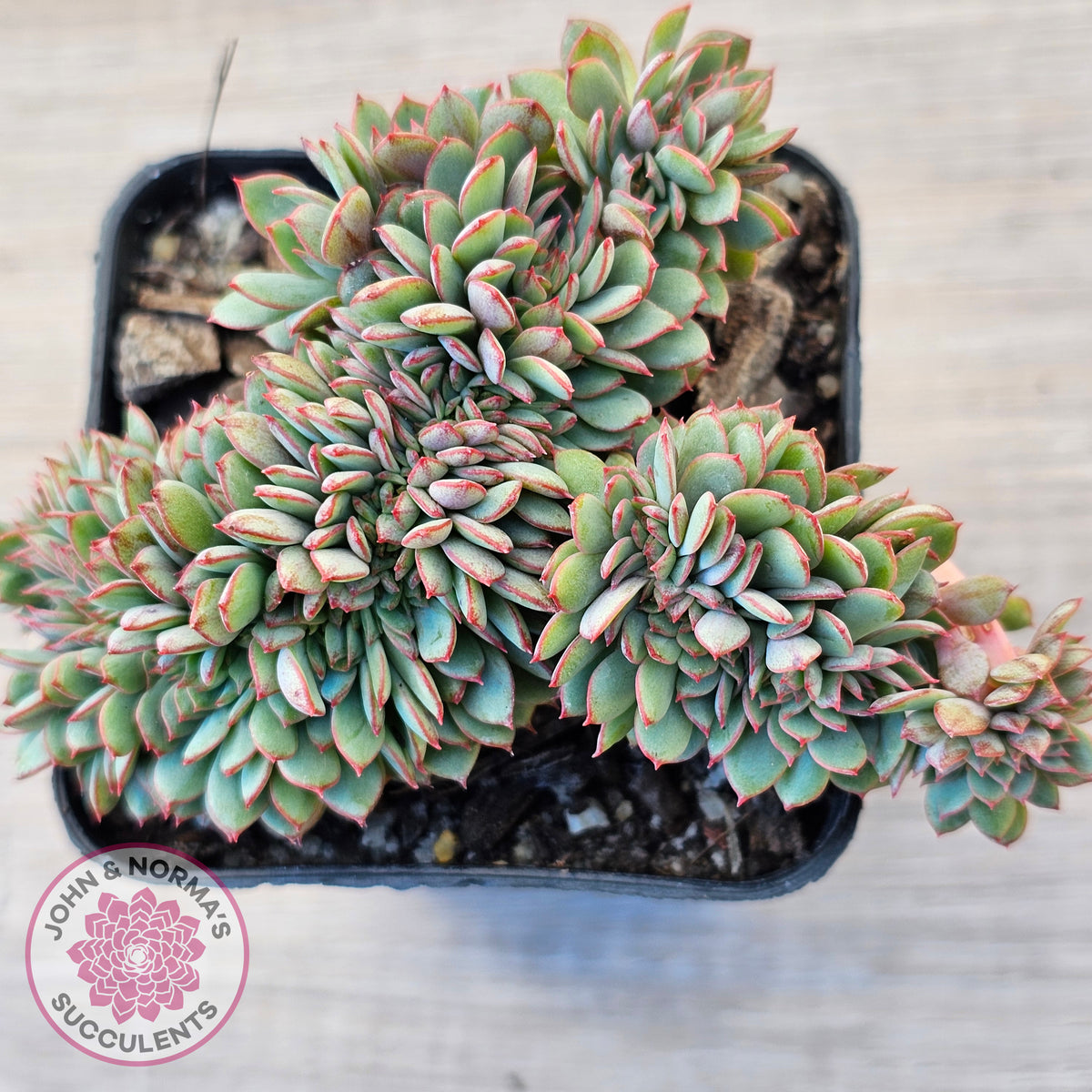 Echeveria Mozel Crest