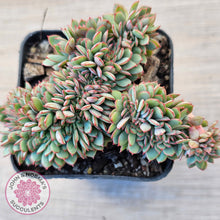 Load image into Gallery viewer, Echeveria Mozel Crest