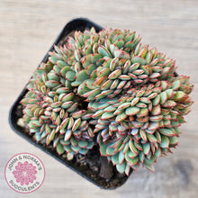 Load image into Gallery viewer, Echeveria Mozel Crest