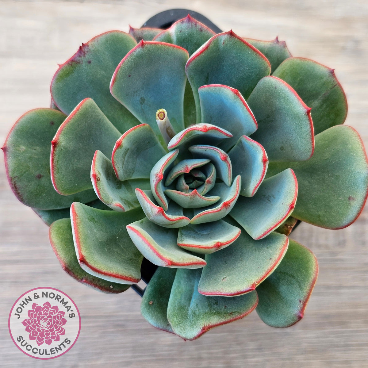 Echeveria Mozel