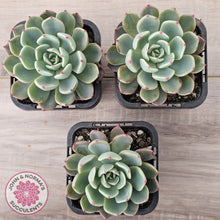 Load image into Gallery viewer, Echeveria 'Nanahukumini'