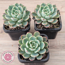 Load image into Gallery viewer, Echeveria 'Nanahukumini'