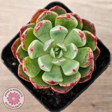 Load image into Gallery viewer, Echeveria 'Nanahukumini'