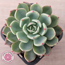 Load image into Gallery viewer, Echeveria 'Nanahukumini'