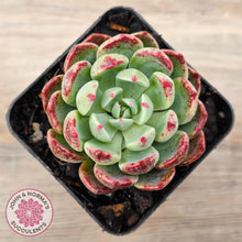 Load image into Gallery viewer, Echeveria 'Nanahukumini'