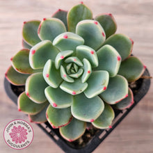 Load image into Gallery viewer, Echeveria 'Nanahukumini'