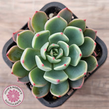 Load image into Gallery viewer, Echeveria 'Nanahukumini'