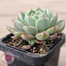 Load image into Gallery viewer, Echeveria 'Nanahukumini'