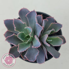 Load image into Gallery viewer, Echeveria 'Neon Breakers'