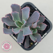 Load image into Gallery viewer, Echeveria 'Neon Breakers'