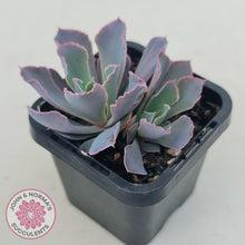 Load image into Gallery viewer, Echeveria 'Neon Breakers'