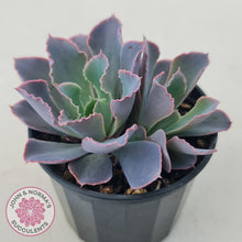 Load image into Gallery viewer, Echeveria 'Neon Breakers'