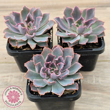 Load image into Gallery viewer, Echeveria 'Neon Breakers'