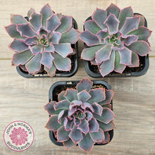 Load image into Gallery viewer, Echeveria 'Neon Breakers'