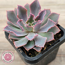 Load image into Gallery viewer, Echeveria 'Neon Breakers'