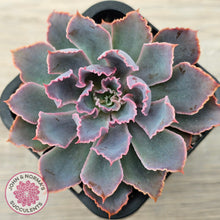 Load image into Gallery viewer, Echeveria 'Neon Breakers'